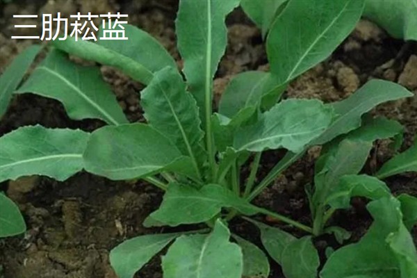 板蓝根如何高产栽培,播种前需浸种