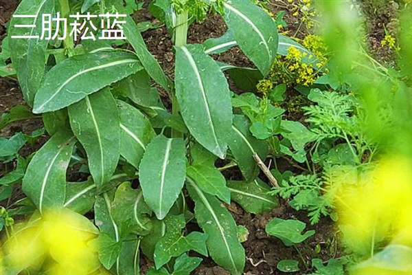 板蓝根如何高产栽培,播种前需浸种