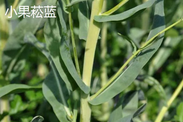 板蓝根如何高产栽培,播种前需浸种