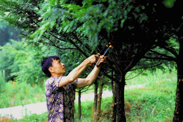 红豆和赤小豆的区别，品种以及果实均不同