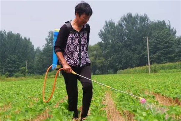 红豆和赤小豆的区别，品种以及果实均不同