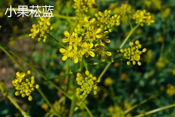 板蓝根如何高产栽培,播种前需浸种
