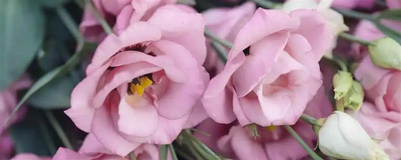 粉色桔梗花有什么花语，代表永恒的爱情、无望的爱