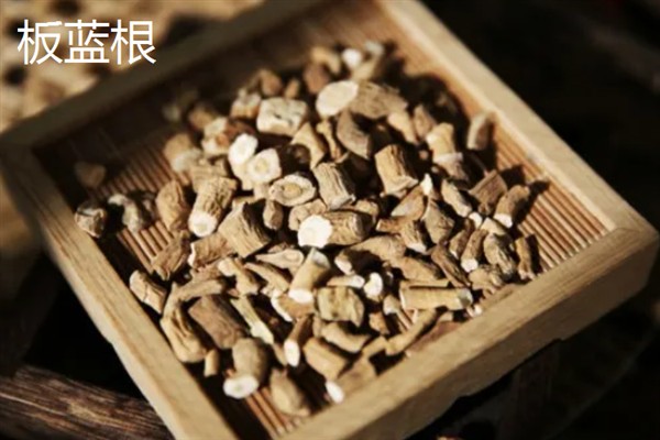 板蓝根如何高产栽培,播种前需浸种