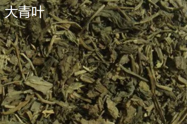 板蓝根如何高产栽培,播种前需浸种