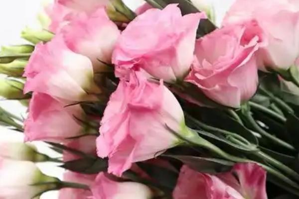 粉色桔梗花有什么花语，代表永恒的爱情、无望的爱