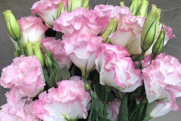 粉色桔梗花有什么花语，代表永恒的爱情、无望的爱