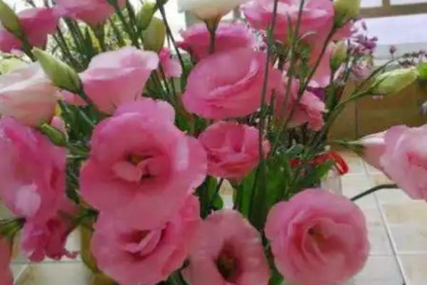 粉色桔梗花有什么花语，代表永恒的爱情、无望的爱