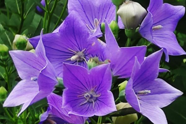 粉色桔梗花有什么花语，代表永恒的爱情、无望的爱