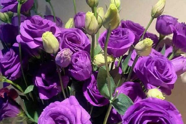 粉色桔梗花有什么花语，代表永恒的爱情、无望的爱