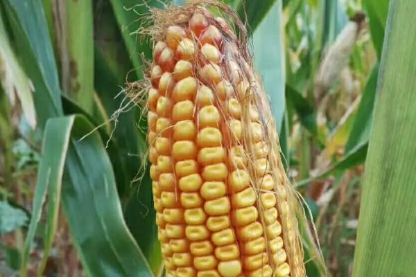 正大619玉米品种简介，春植全生育期110~114天