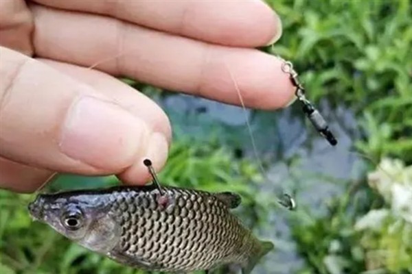 用几号钩垂钓麦穗鱼，选择0.1-1号袖钩比较好