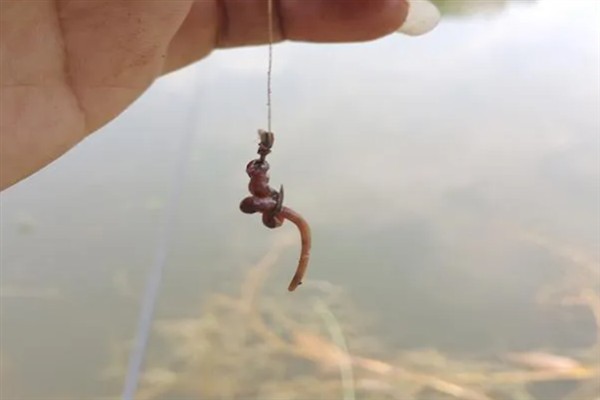 用几号钩垂钓麦穗鱼，选择0.1-1号袖钩比较好