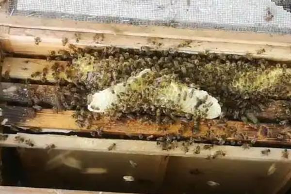 分蜂的方法，关住蜂王让蜂群跟随它转移