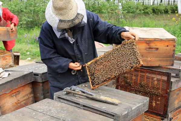 分蜂的方法，关住蜂王让蜂群跟随它转移