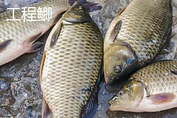 哪些鲫鱼比较好吃，土鲫、工程鲫等品种的口感较好
