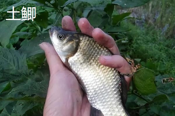 哪些鲫鱼比较好吃，土鲫、工程鲫等品种的口感较好