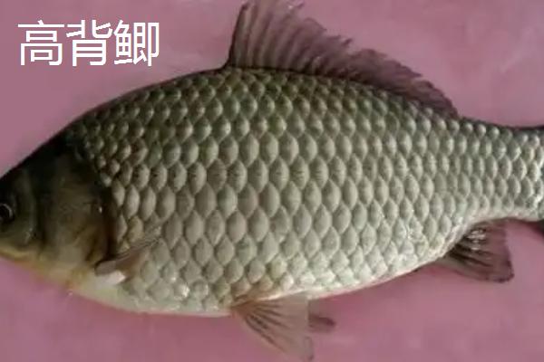 哪些鲫鱼比较好吃，土鲫、工程鲫等品种的口感较好