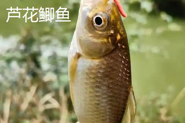 哪些鲫鱼比较好吃，土鲫、工程鲫等品种的口感较好