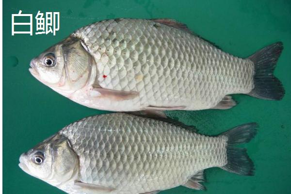 哪些鲫鱼比较好吃，土鲫、工程鲫等品种的口感较好