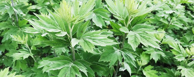 艾草怎么种植，株高达到10厘米时追施农家肥