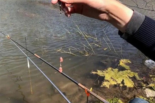 无铅漂的适钓鱼种,垂钓青鱼、鲤鱼、鲢鳙等品种均适合使用
