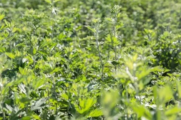 艾草怎么种植，株高达到10厘米时追施农家肥