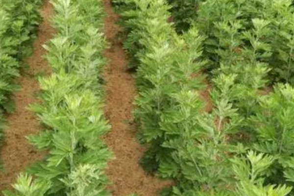 艾草怎么种植，株高达到10厘米时追施农家肥
