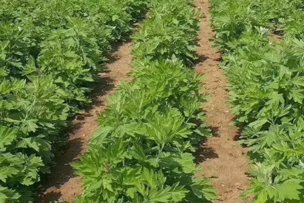 艾草怎么种植，株高达到10厘米时追施农家肥