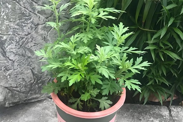 艾草怎么种植，株高达到10厘米时追施农家肥