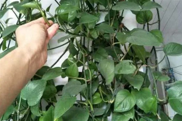 一盆绿萝太密了怎么处理,可以对其进行适当的修剪