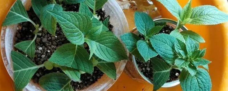 八仙花如何扦插，建议在春季的3月份上旬进行