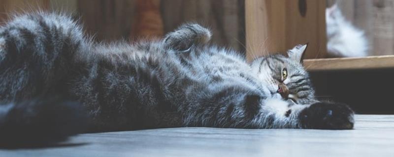 女生喜欢的猫咪品种，推荐索马里猫、伯曼猫等