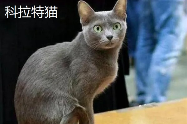 女生喜欢的猫咪品种，推荐索马里猫、伯曼猫等