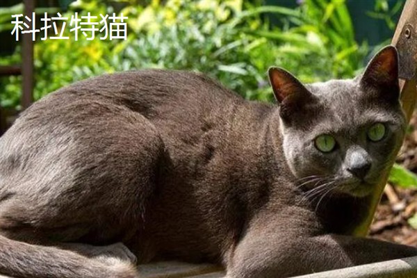 女生喜欢的猫咪品种，推荐索马里猫、伯曼猫等