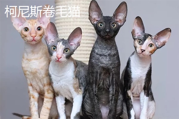 女生喜欢的猫咪品种，推荐索马里猫、伯曼猫等