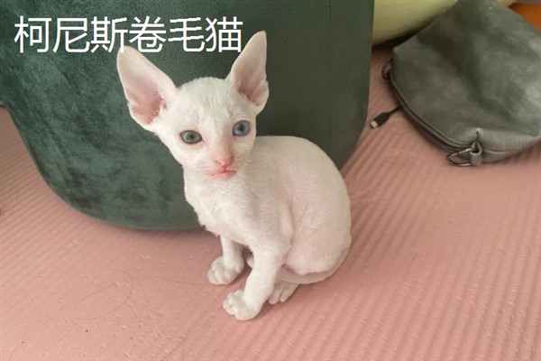 女生喜欢的猫咪品种，推荐索马里猫、伯曼猫等
