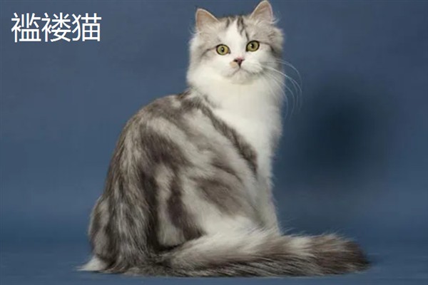 女生喜欢的猫咪品种，推荐索马里猫、伯曼猫等