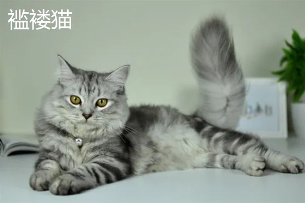 女生喜欢的猫咪品种，推荐索马里猫、伯曼猫等