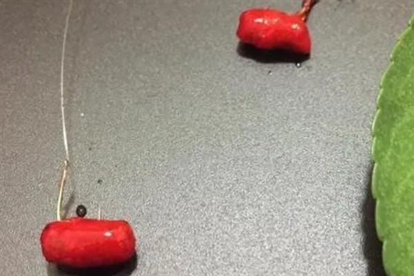红虫颗粒能不能钓到鱼，作为窝料使用具有较好的效果