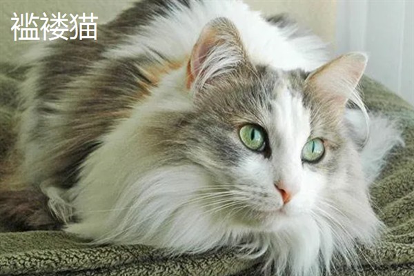 女生喜欢的猫咪品种，推荐索马里猫、伯曼猫等