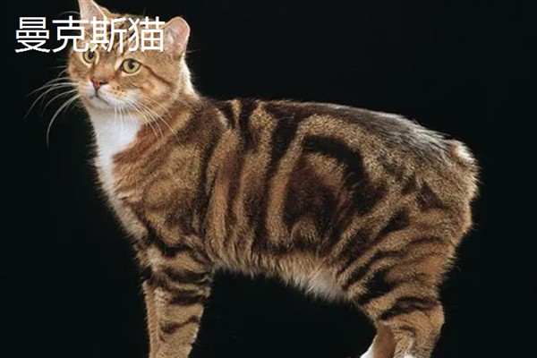 女生喜欢的猫咪品种，推荐索马里猫、伯曼猫等