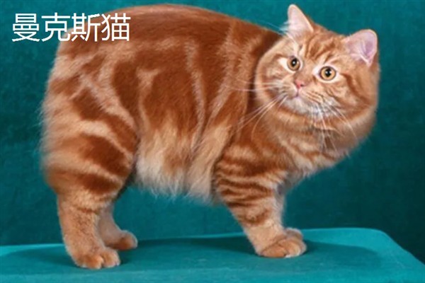 女生喜欢的猫咪品种，推荐索马里猫、伯曼猫等