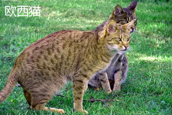 女生喜欢的猫咪品种，推荐索马里猫、伯曼猫等