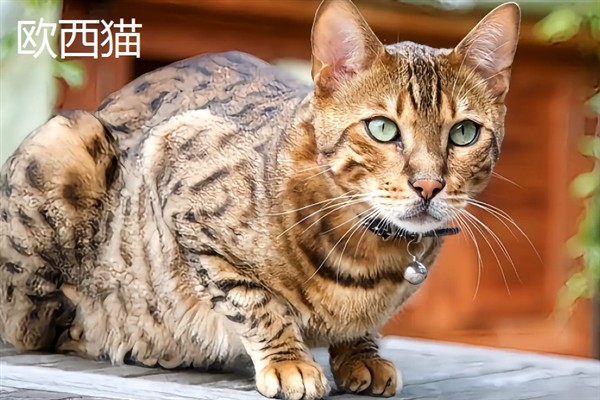 女生喜欢的猫咪品种，推荐索马里猫、伯曼猫等