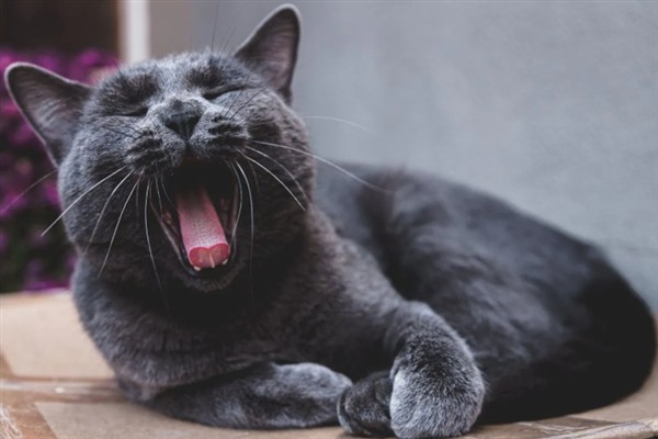 女生喜欢的猫咪品种，推荐索马里猫、伯曼猫等