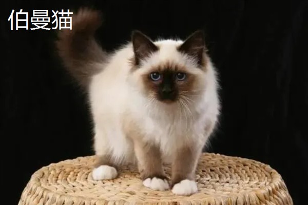 女生喜欢的猫咪品种，推荐索马里猫、伯曼猫等