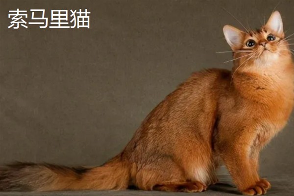 女生喜欢的猫咪品种，推荐索马里猫、伯曼猫等