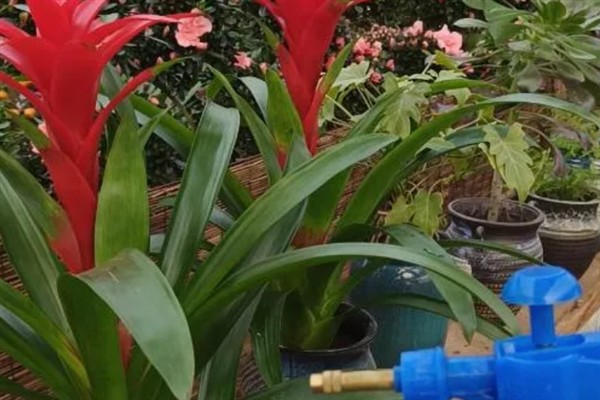 怎么让鸿运当头开花，喷洒乙烯利溶液能起到催花作用