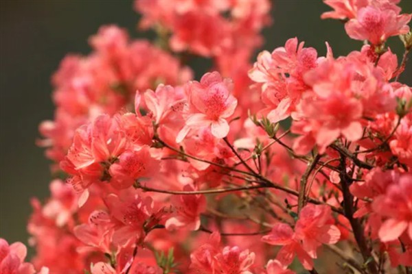杜鹃花的花语，寓意繁荣昌盛、真诚的爱等